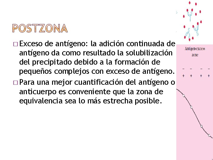 � Exceso de antígeno: la adición continuada de antígeno da como resultado la solubilización