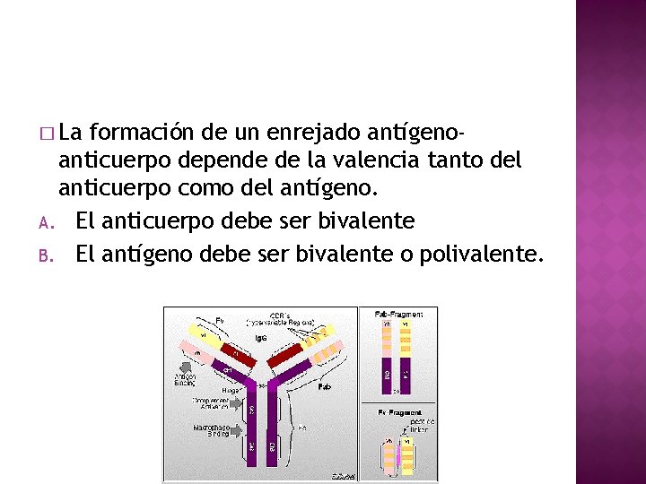 � La formación de un enrejado antígenoanticuerpo depende de la valencia tanto del anticuerpo
