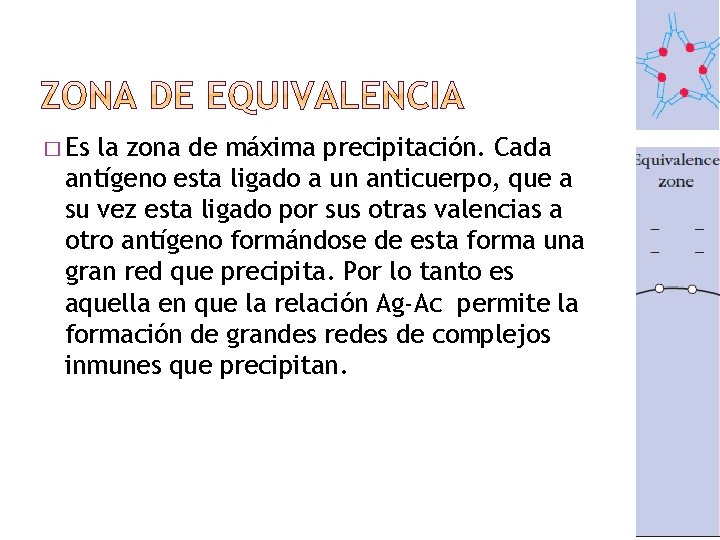 � Es la zona de máxima precipitación. Cada antígeno esta ligado a un anticuerpo,