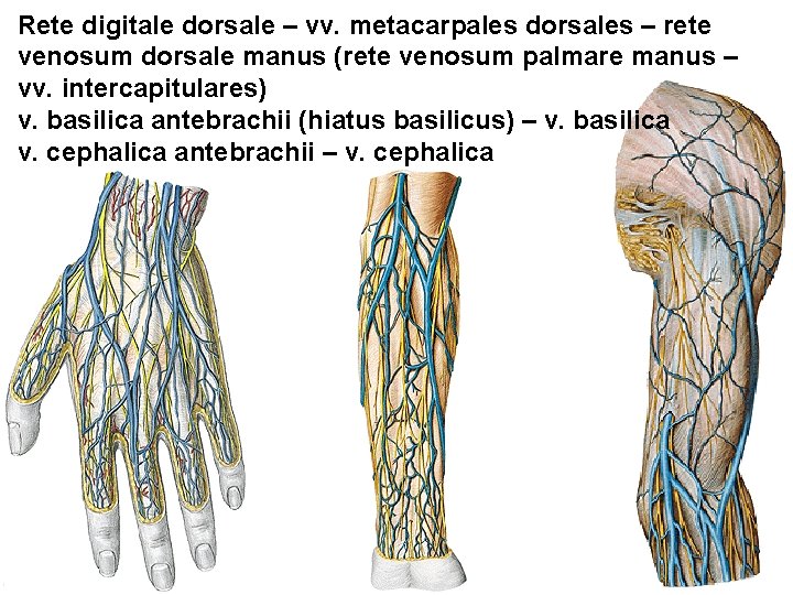 Rete digitale dorsale – vv. metacarpales dorsales – rete venosum dorsale manus (rete venosum