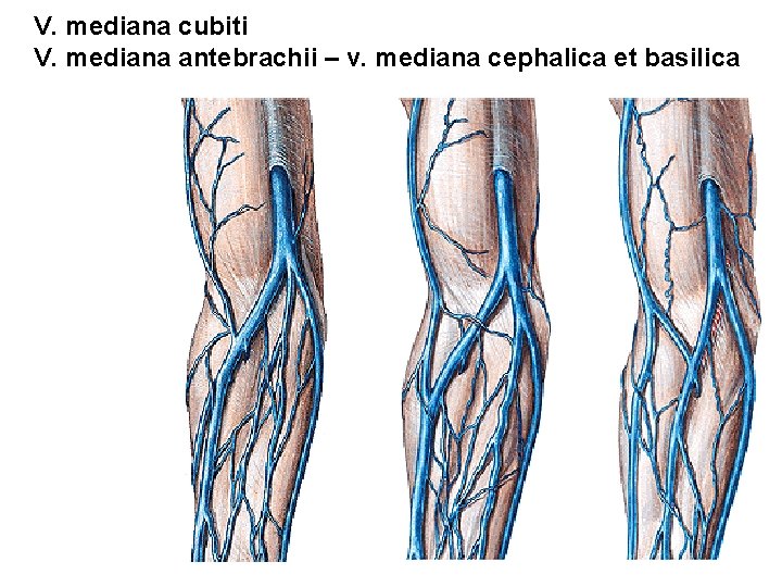 V. mediana cubiti V. mediana antebrachii – v. mediana cephalica et basilica 