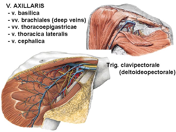 V. AXILLARIS - v. basilica - vv. brachiales (deep veins) - vv. thoracoepigastricae -