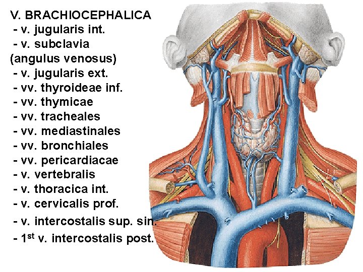 V. BRACHIOCEPHALICA - v. jugularis int. - v. subclavia (angulus venosus) - v. jugularis