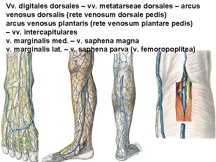 Vv. digitales dorsales – vv. metatarseae dorsales – arcus venosus dorsalis (rete venosum dorsale