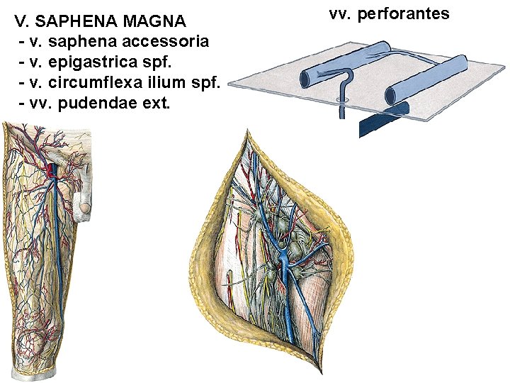V. SAPHENA MAGNA - v. saphena accessoria - v. epigastrica spf. - v. circumflexa