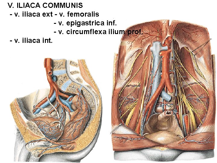 V. ILIACA COMMUNIS - v. iliaca ext - v. femoralis - v. epigastrica inf.