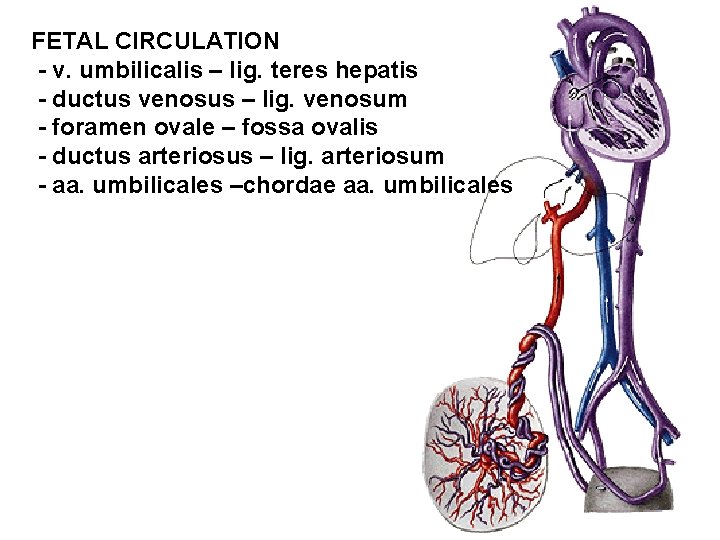 FETAL CIRCULATION - v. umbilicalis – lig. teres hepatis - ductus venosus – lig.