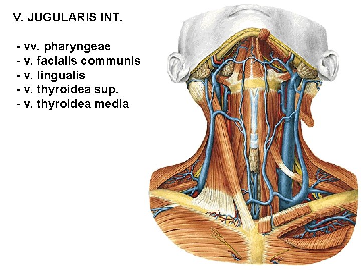 V. JUGULARIS INT. - vv. pharyngeae - v. facialis communis - v. lingualis -