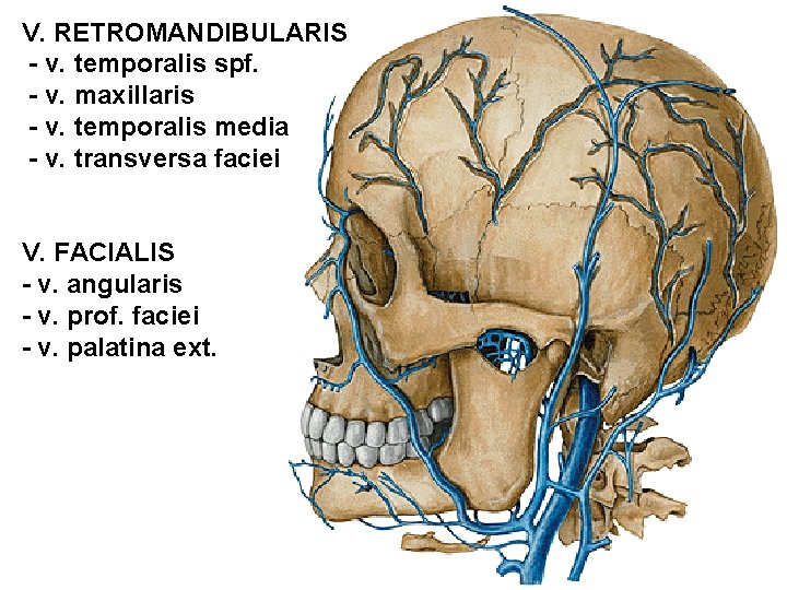 V. RETROMANDIBULARIS - v. temporalis spf. - v. maxillaris - v. temporalis media -