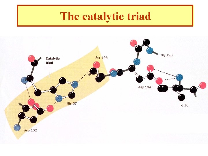 The catalytic triad 