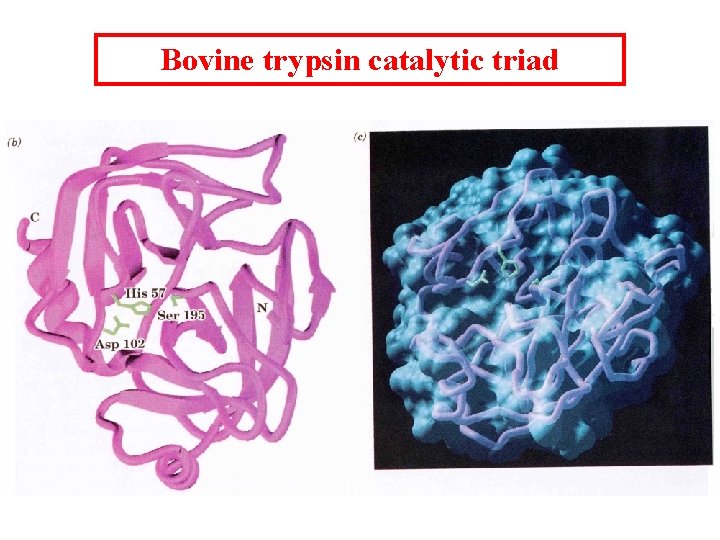 Bovine trypsin catalytic triad 