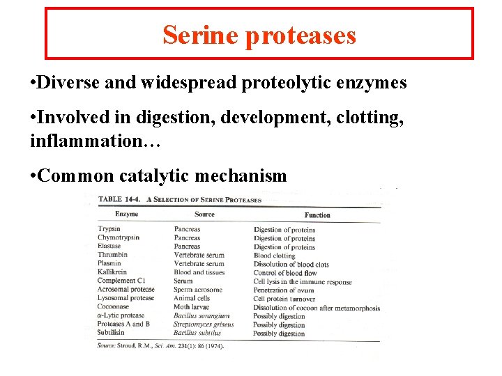 Serine proteases • Diverse and widespread proteolytic enzymes • Involved in digestion, development, clotting,