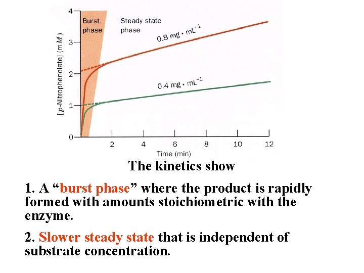 The kinetics show 1. A “burst phase” where the product is rapidly formed with