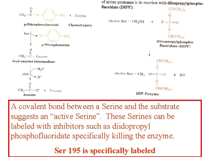 A covalent bond between a Serine and the substrate suggests an “active Serine”. These