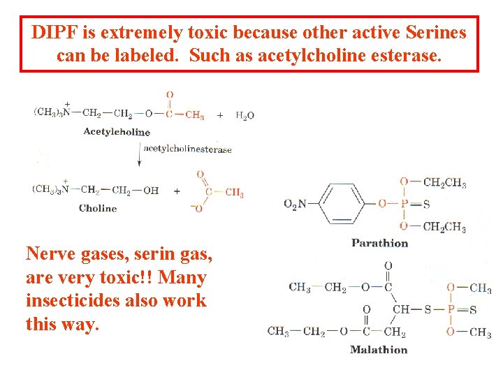 DIPF is extremely toxic because other active Serines can be labeled. Such as acetylcholine