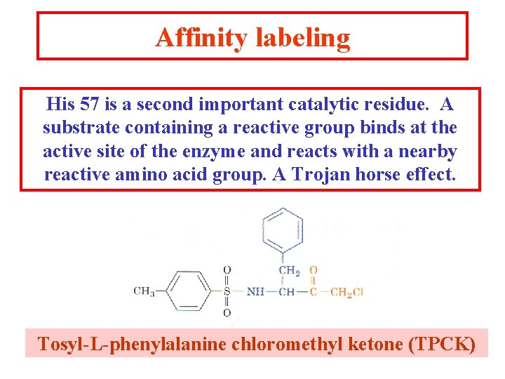 Affinity labeling His 57 is a second important catalytic residue. A substrate containing a