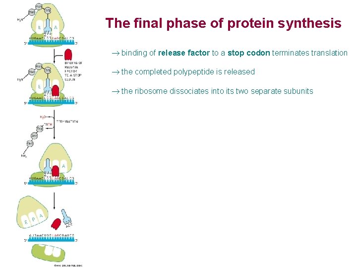 The final phase of protein synthesis ® binding of release factor to a stop