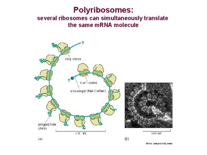 Polyribosomes: several ribosomes can simultaneously translate the same m. RNA molecule 