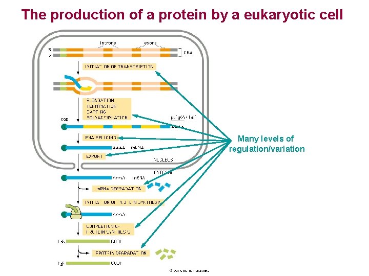 The production of a protein by a eukaryotic cell Many levels of regulation/variation 