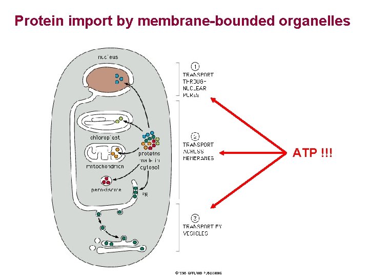 Protein import by membrane-bounded organelles ATP !!! 