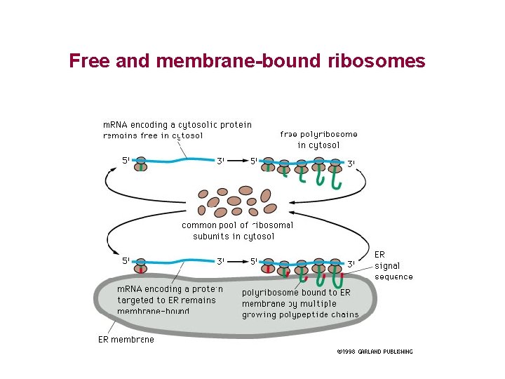 Free and membrane-bound ribosomes 