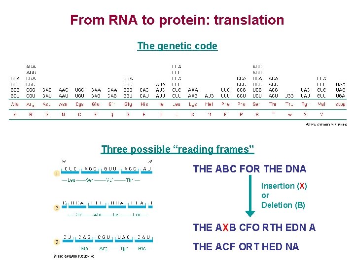 From RNA to protein: translation The genetic code Three possible “reading frames” THE ABC