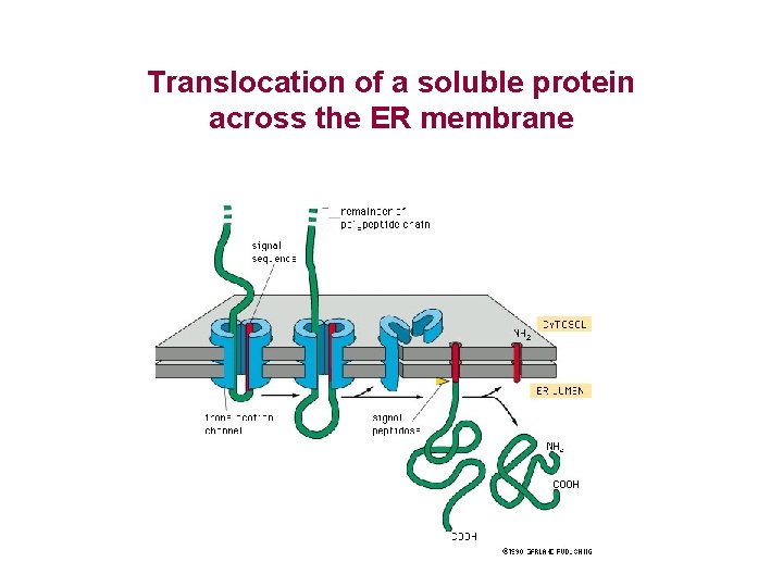 Translocation of a soluble protein across the ER membrane 