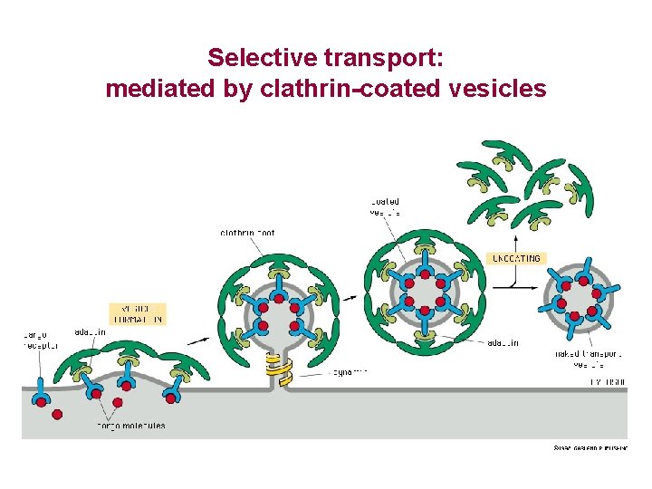 Selective transport: mediated by clathrin-coated vesicles 
