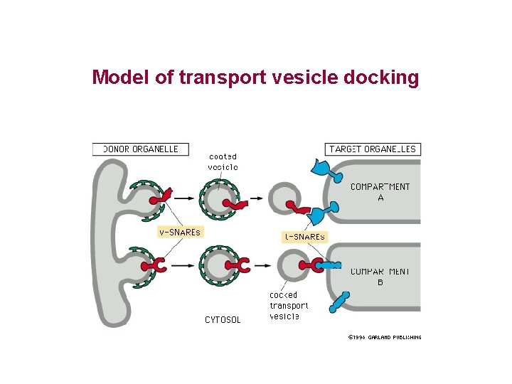 Model of transport vesicle docking 