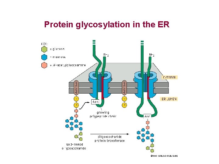 Protein glycosylation in the ER 