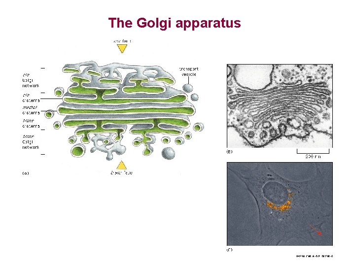 The Golgi apparatus 