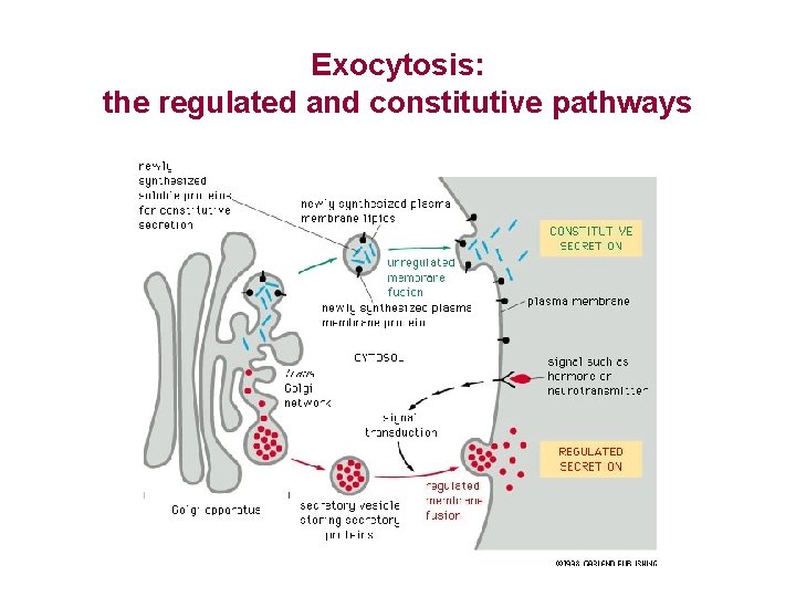 Exocytosis: the regulated and constitutive pathways 