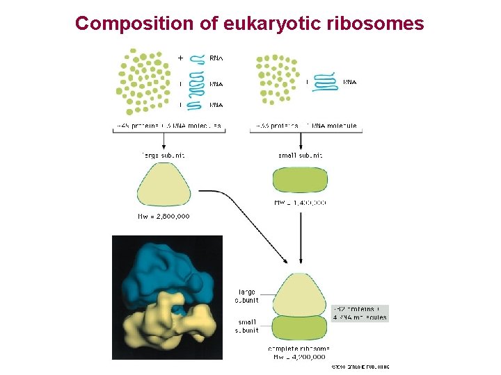 Composition of eukaryotic ribosomes 