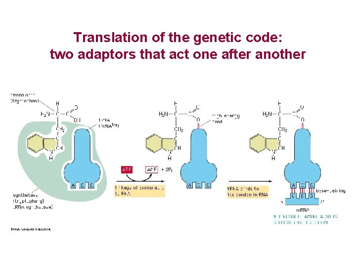 Translation of the genetic code: two adaptors that act one after another 