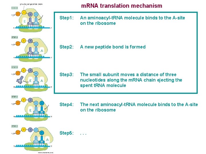 m. RNA translation mechanism Step 1: An aminoacyl-t. RNA molecule binds to the A-site