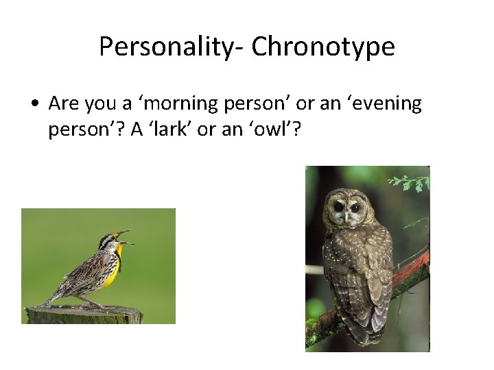 Personality- Chronotype • Are you a ‘morning person’ or an ‘evening person’? A ‘lark’
