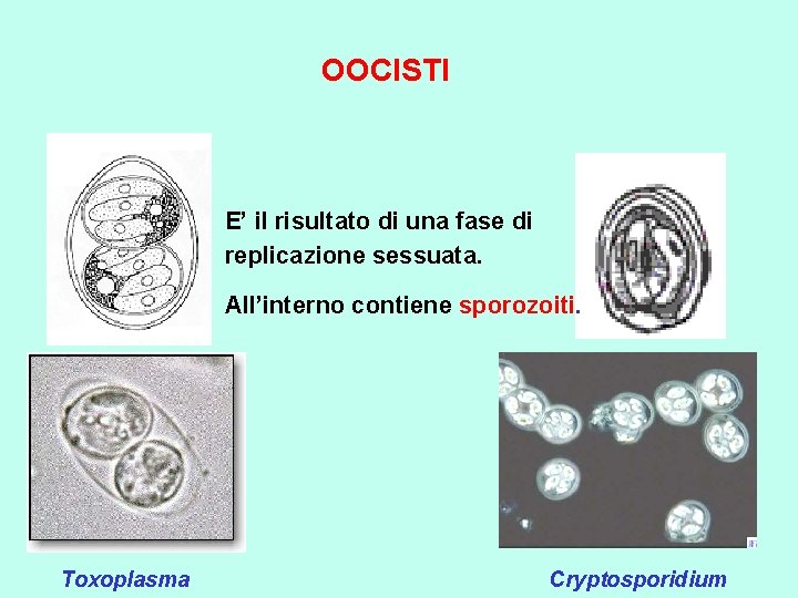 OOCISTI E’ il risultato di una fase di replicazione sessuata. All’interno contiene sporozoiti. Toxoplasma