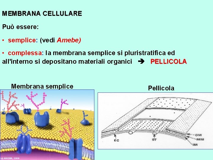 MEMBRANA CELLULARE Può essere: • semplice: (vedi Amebe) • complessa: la membrana semplice si