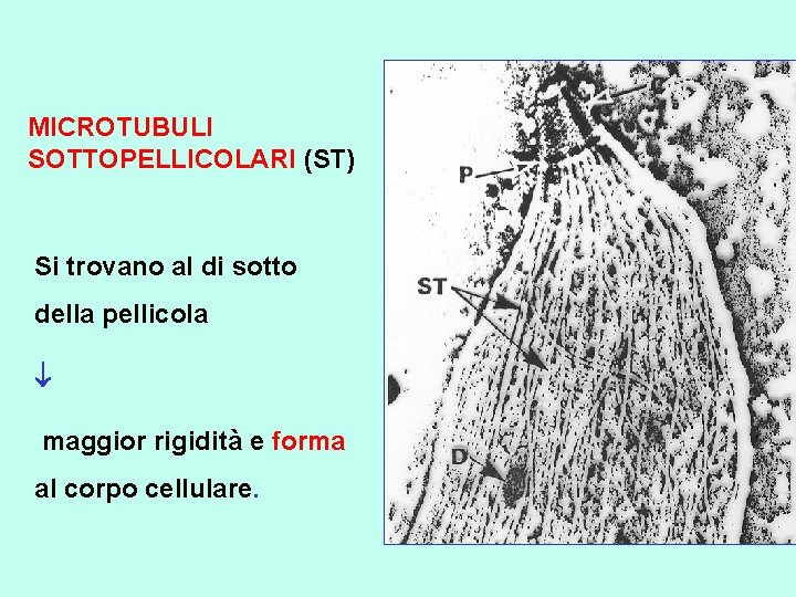 MICROTUBULI SOTTOPELLICOLARI (ST) Si trovano al di sotto della pellicola maggior rigidità e forma