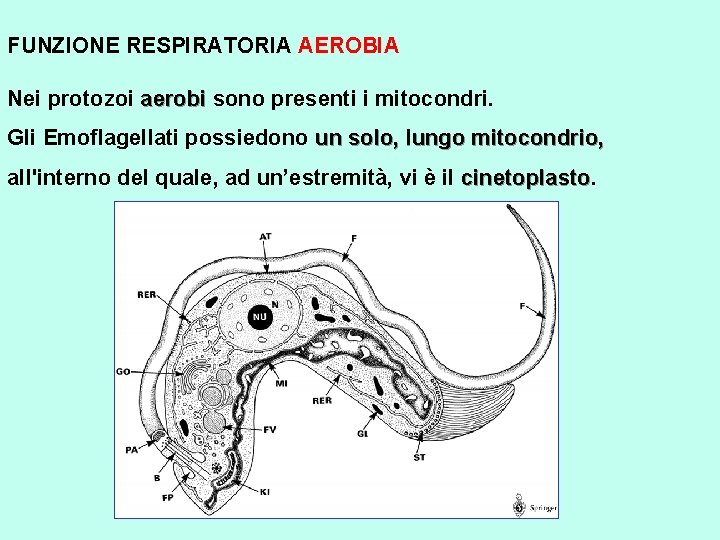 FUNZIONE RESPIRATORIA AEROBIA Nei protozoi aerobi sono presenti i mitocondri. aerobi Gli Emoflagellati possiedono