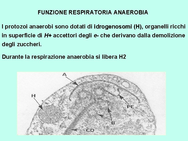 FUNZIONE RESPIRATORIA ANAEROBIA I protozoi anaerobi sono dotati di idrogenosomi (H), organelli ricchi idrogenosomi