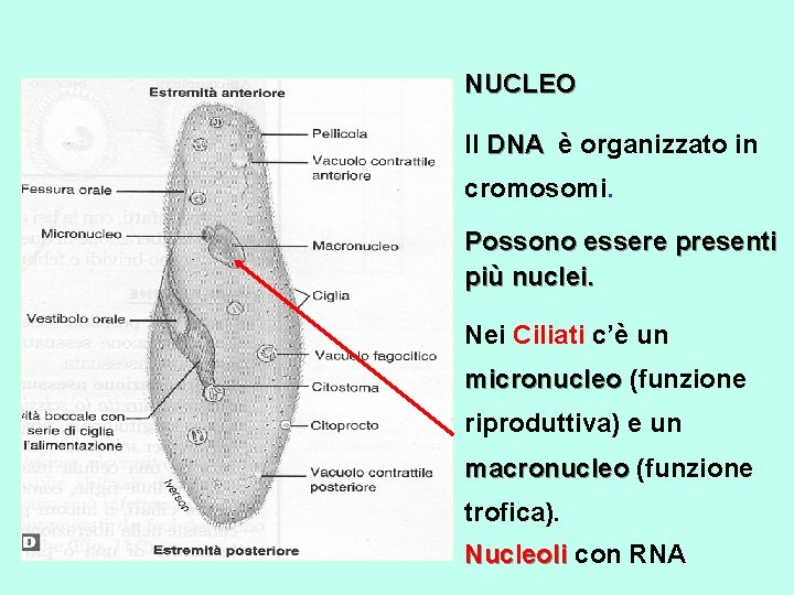 NUCLEO Il DNA è organizzato in DNA cromosomi. Possono essere presenti più nuclei. Nei