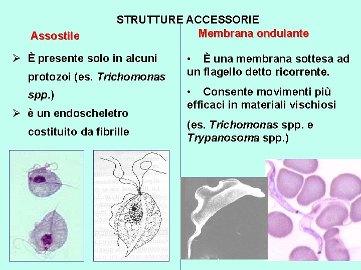 Assostile STRUTTURE ACCESSORIE Membrana ondulante Ø È presente solo in alcuni protozoi (es. Trichomonas