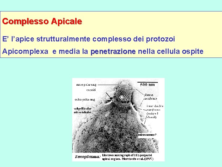 Complesso Apicale E’ l’apice strutturalmente complesso dei protozoi Apicomplexa e media la penetrazione nella