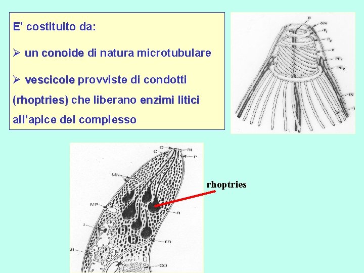 E’ costituito da: Ø un conoide di natura microtubulare conoide Ø vescicole provviste di