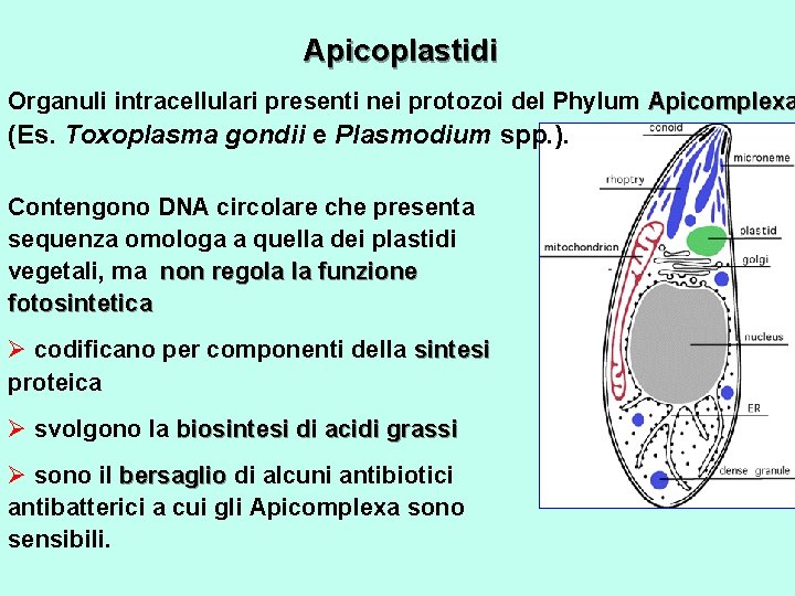 Apicoplastidi Organuli intracellulari presenti nei protozoi del Phylum Apicomplexa (Es. Toxoplasma gondii e Plasmodium