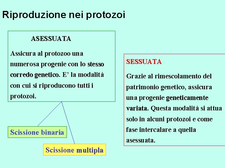Riproduzione nei protozoi ASESSUATA Assicura al protozoo una numerosa progenie con lo stesso SESSUATA