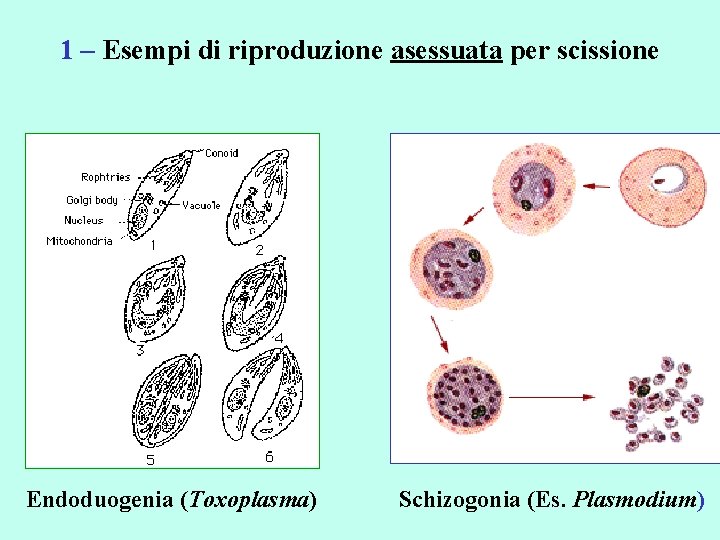 1 – Esempi di riproduzione asessuata per scissione Endoduogenia (Toxoplasma) Schizogonia (Es. Plasmodium) 
