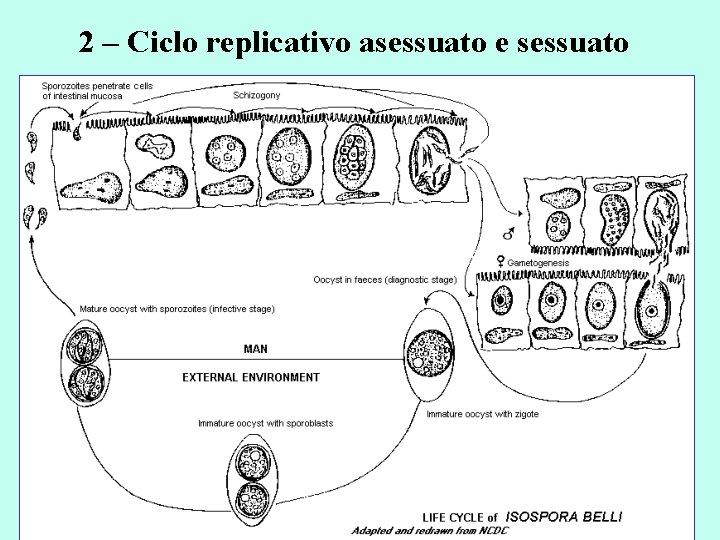 2 – Ciclo replicativo asessuato e sessuato 