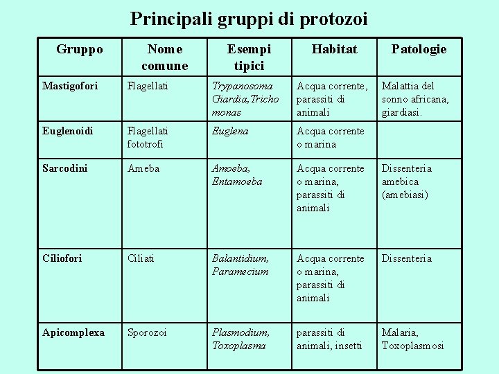 Principali gruppi di protozoi Gruppo Nome comune Esempi tipici Habitat Patologie Mastigofori Flagellati Trypanosoma
